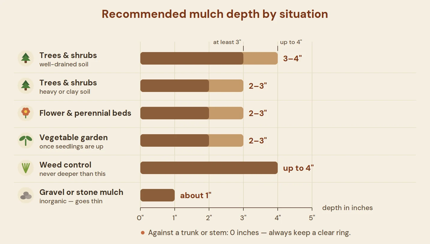 Recommended mulch depth by situation: 2 to 3 inches for most beds, 3 to 4 for trees, up to 4 inches maximum